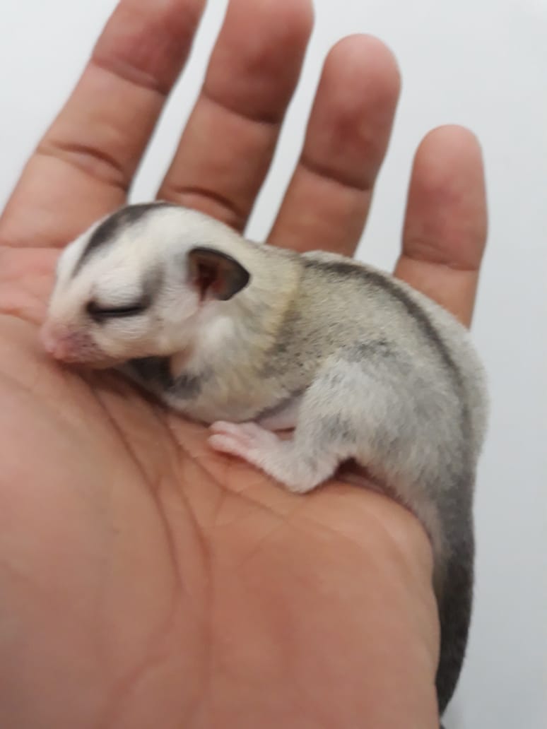 Sugar Glider Bonding, ini prosesnya 2 Srigati Sugar Glider