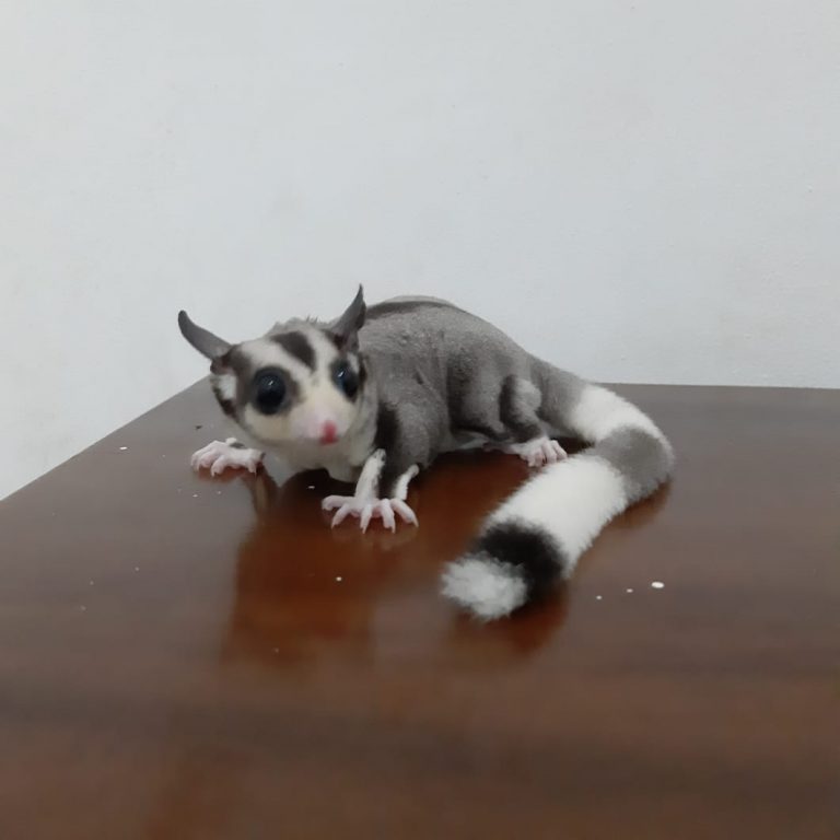 Jenis Sugar Glider Berdasarkan Warna - Srigati Sugar Glider