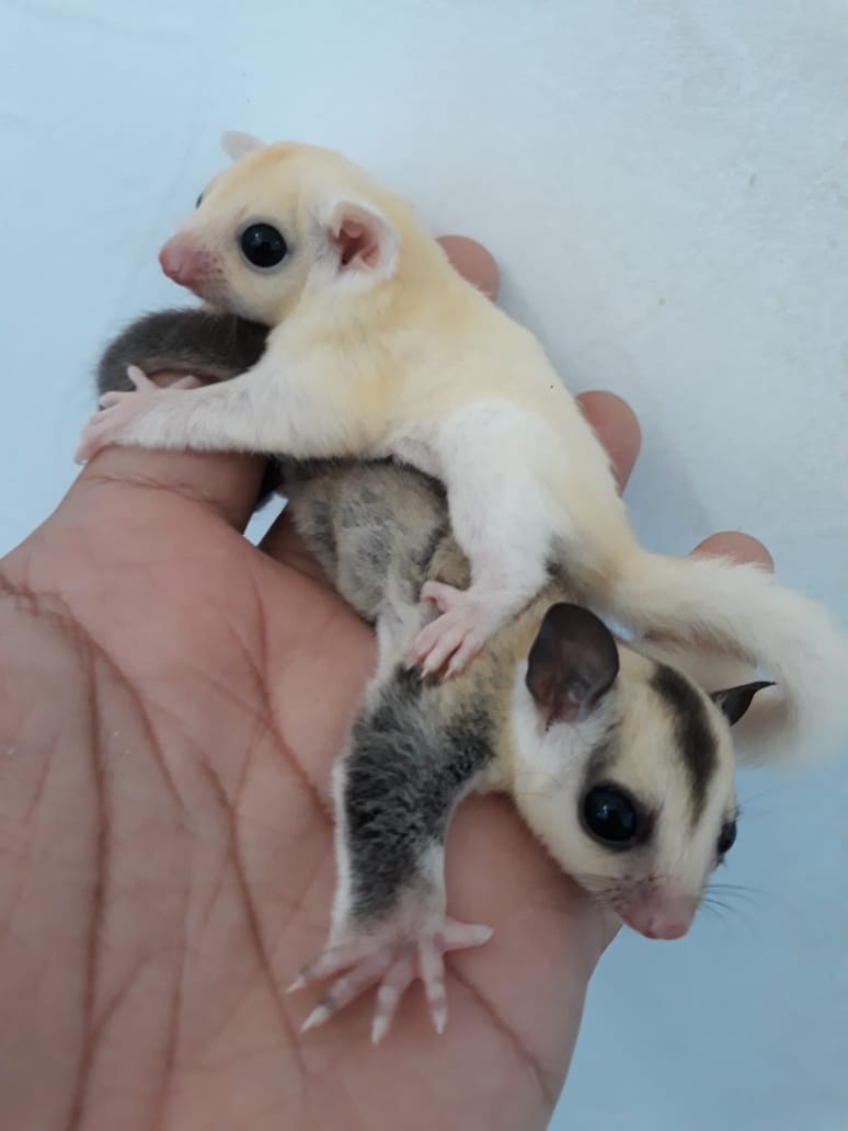 Anakan Sugar Glider Joey dan Karakternya – Srigati Sugar Glider