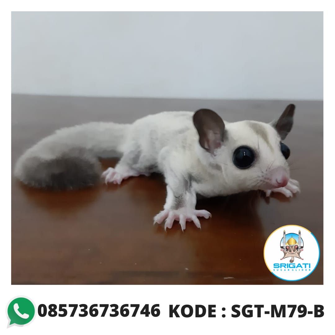 Jual Sugar Glider Platinum Joey Kode M79B Srigati Sugar Glider
