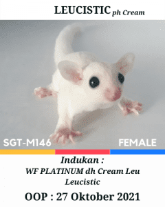 Jual Leucistic Betina