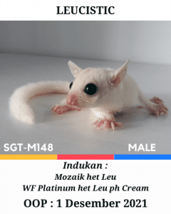 Jual Leucistic Jantan