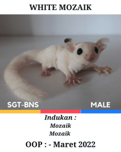 sugar glider white mozaik