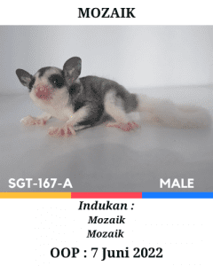 Sugar Glider Mozaik