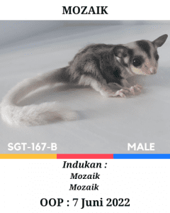 Sugar Glider Mozaik