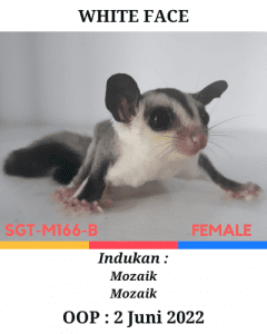 Sugar Glider White Face