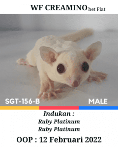 Sugar Glider WF Creamino