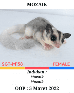 Jual Sugar Glider Mozaik