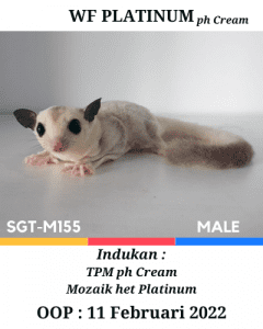 Jual Sugar Glider Platinum