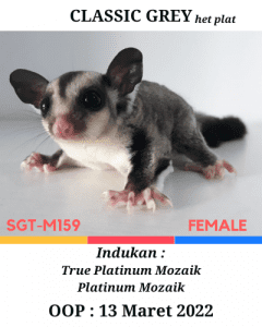 Jual Sugar Glider Grey