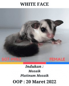 Jual Sugar Glider White Face