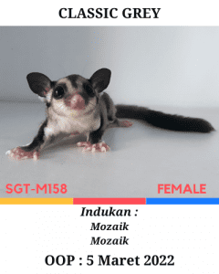 Jual Sugar Glider Grey