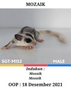 Jual Sugar Glider Mozaik