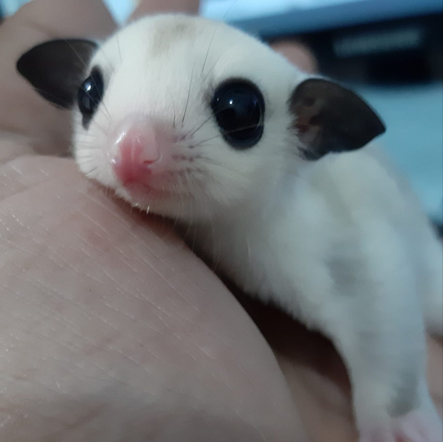 Perbedaan Sugar Glider Platinum & Platinum Mozaik - Srigati Sugar Glider