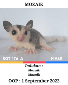 Jual Sugar Glider Mozaik