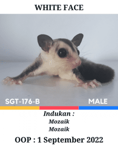 Jual Sugar Glider white face