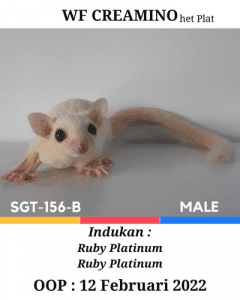 Sugar Glider WF Creamino het Platinum