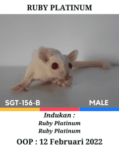 Sugar Glider Ruby Platinum