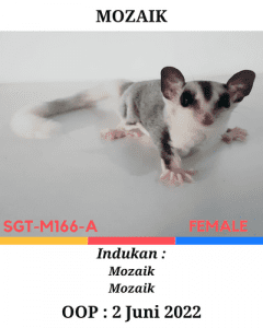 Sugar Glider Mozaik