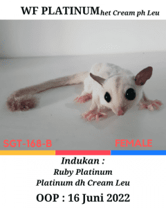 Sugar Glider WF Platinum