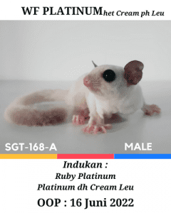 Sugar Glider WF Platinum