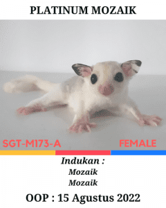 Sugar glider Platinum Mozaik