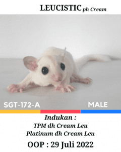 Sugar Glider Leucistic