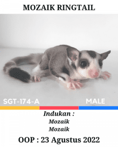 Sugar Glider Mozaik Ringtail