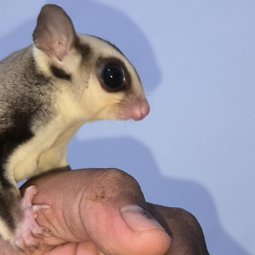 Sugar Glider Binatang Nokturnal