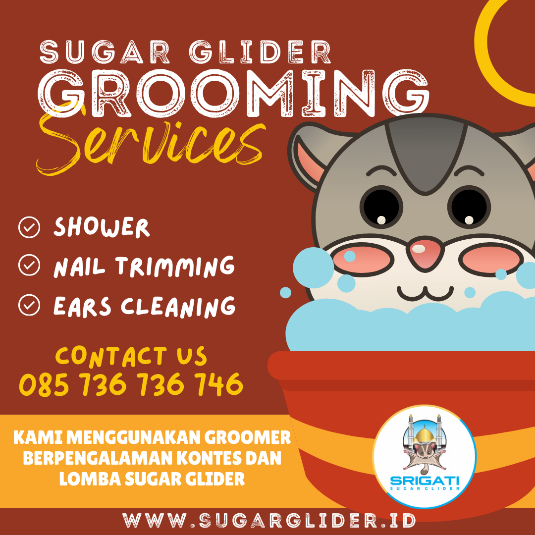 Jasa Grooming Sugar Glider di Tangerang