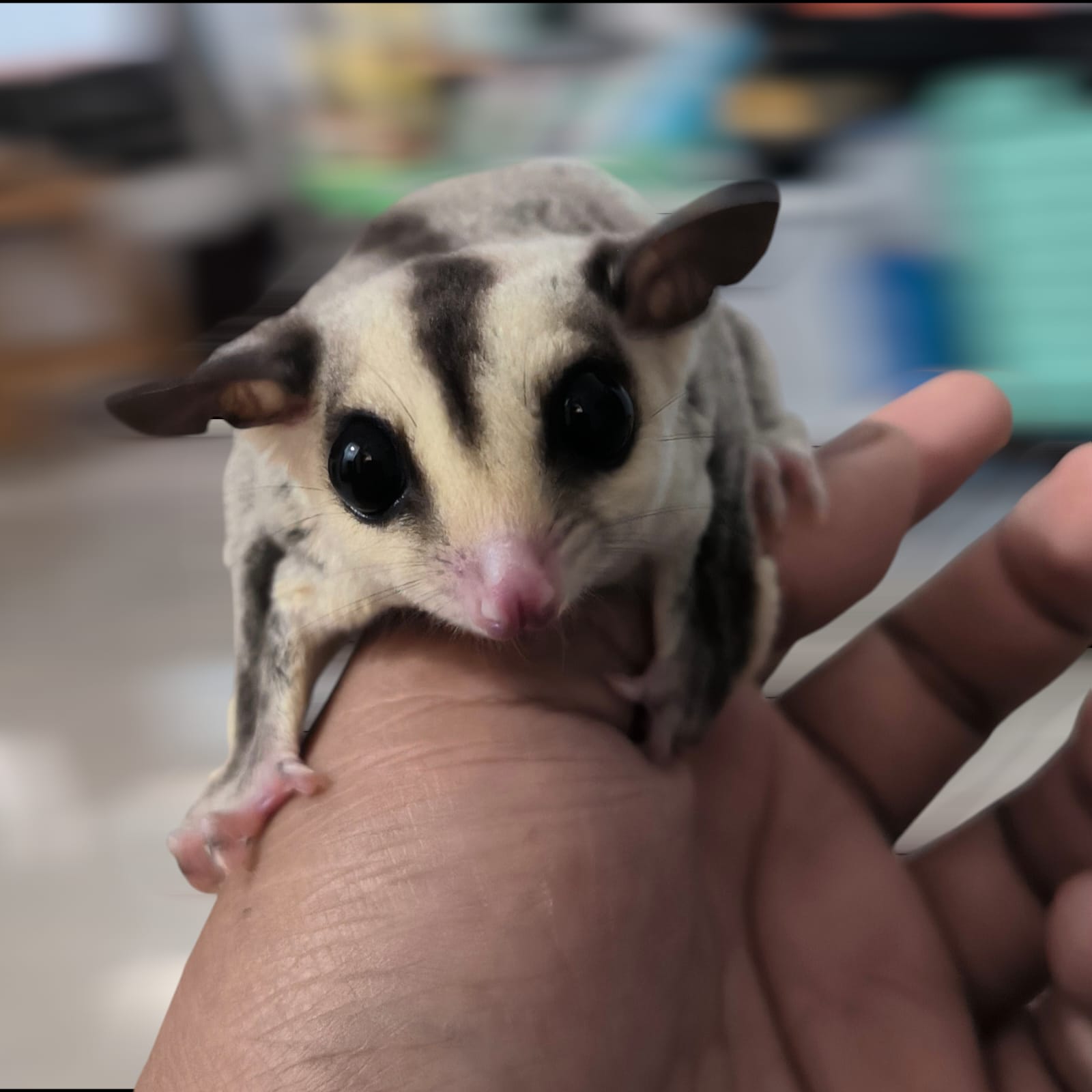 lifespan sugar glider