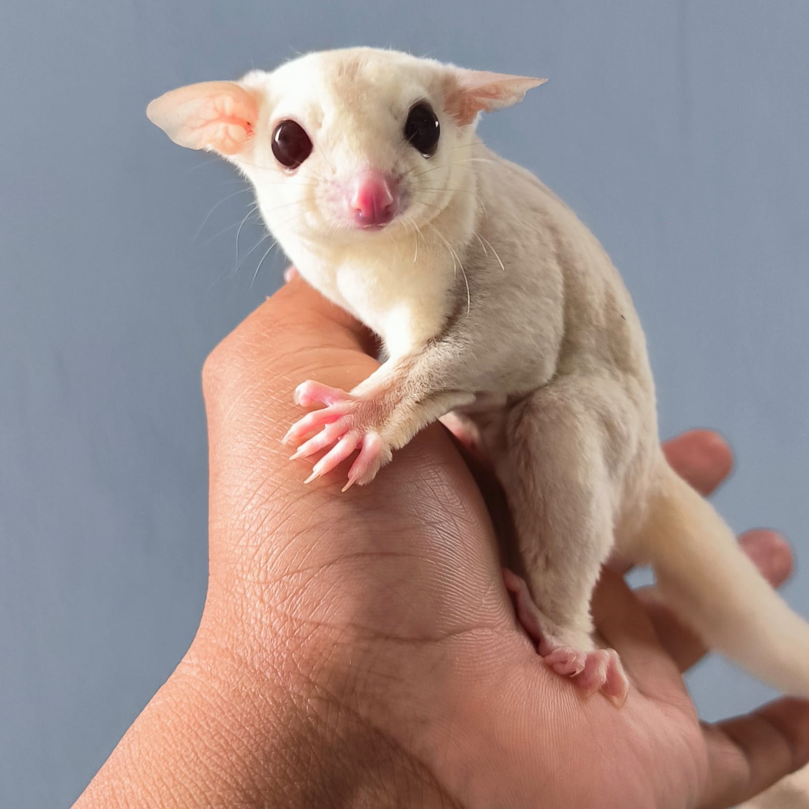 potong kuku sugar glider