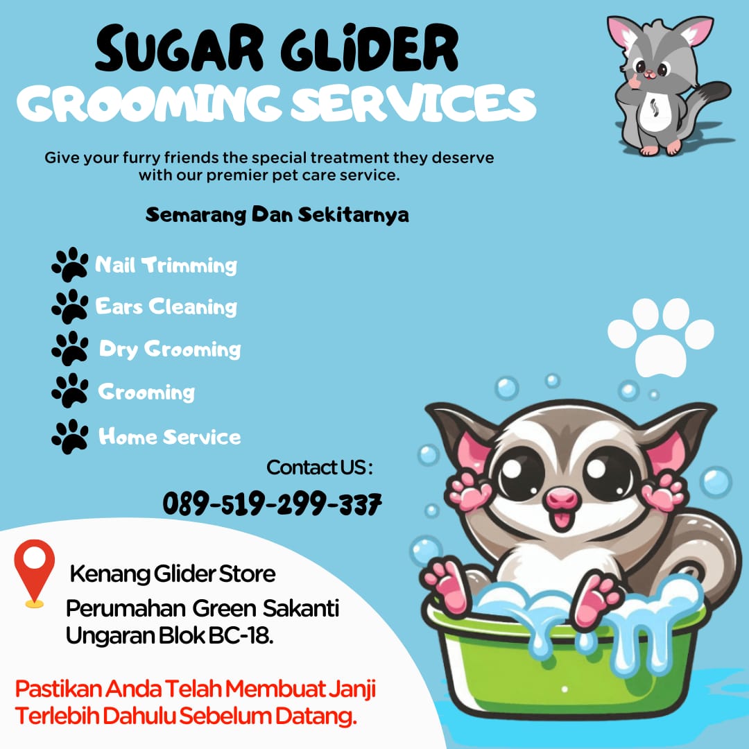 Sugar glider semarang