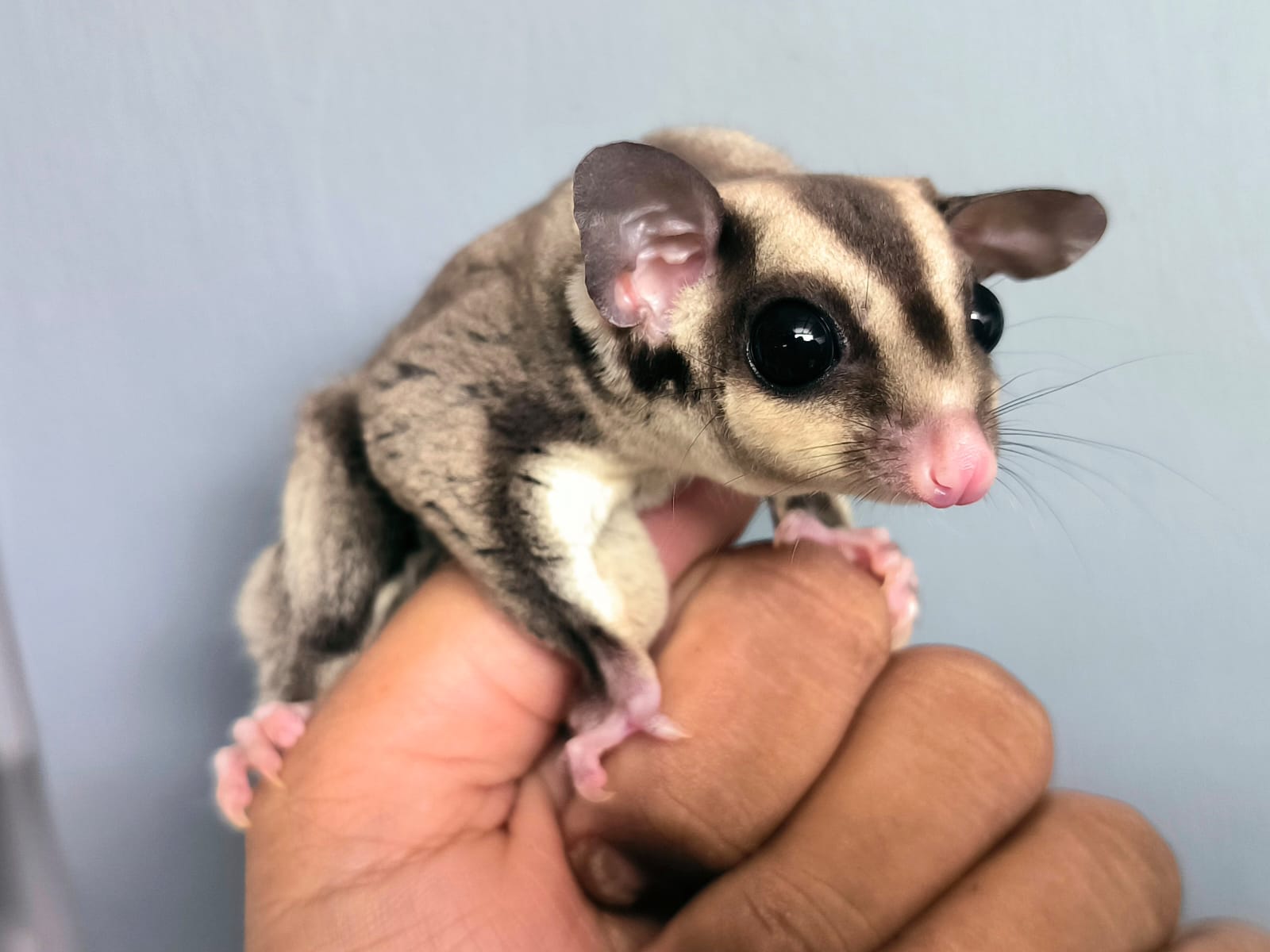 apa itu sugar glider