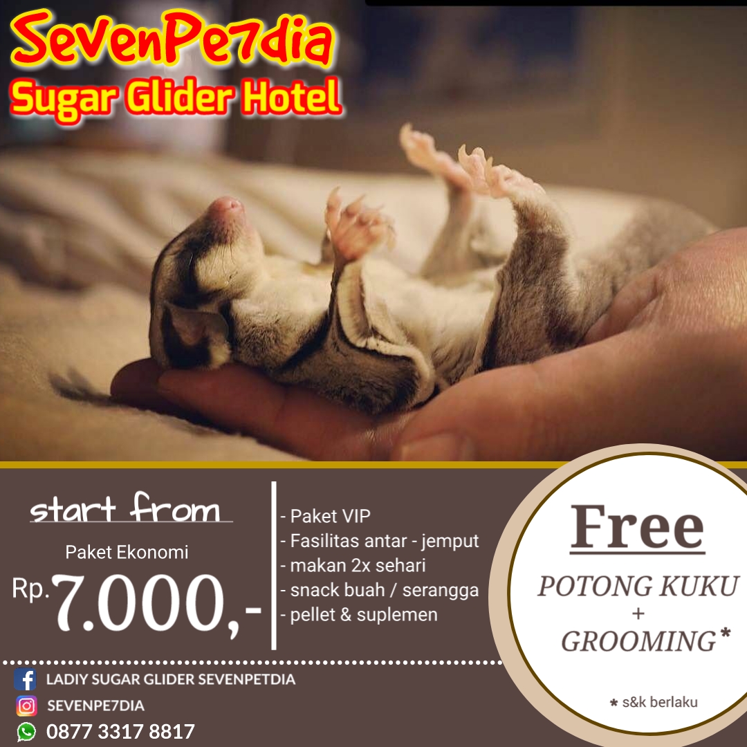 Penitipan dan Grooming Sugar Glider di Jogja