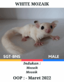 sugar glider white mozaik